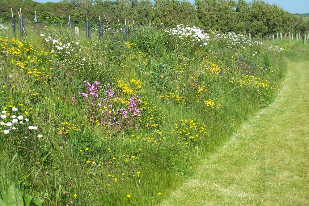 Wildflowers