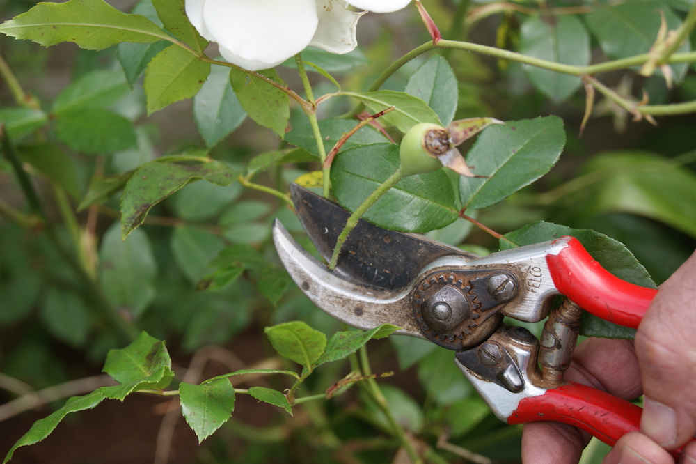 Pruning